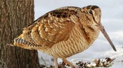 Waldshnep (fotografie): motley forest reseriss